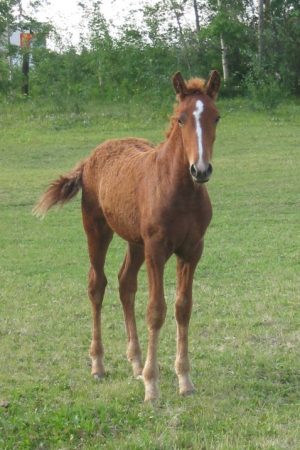 ssnakita-fohlen-startseite ssnakita-fohlen-startseite